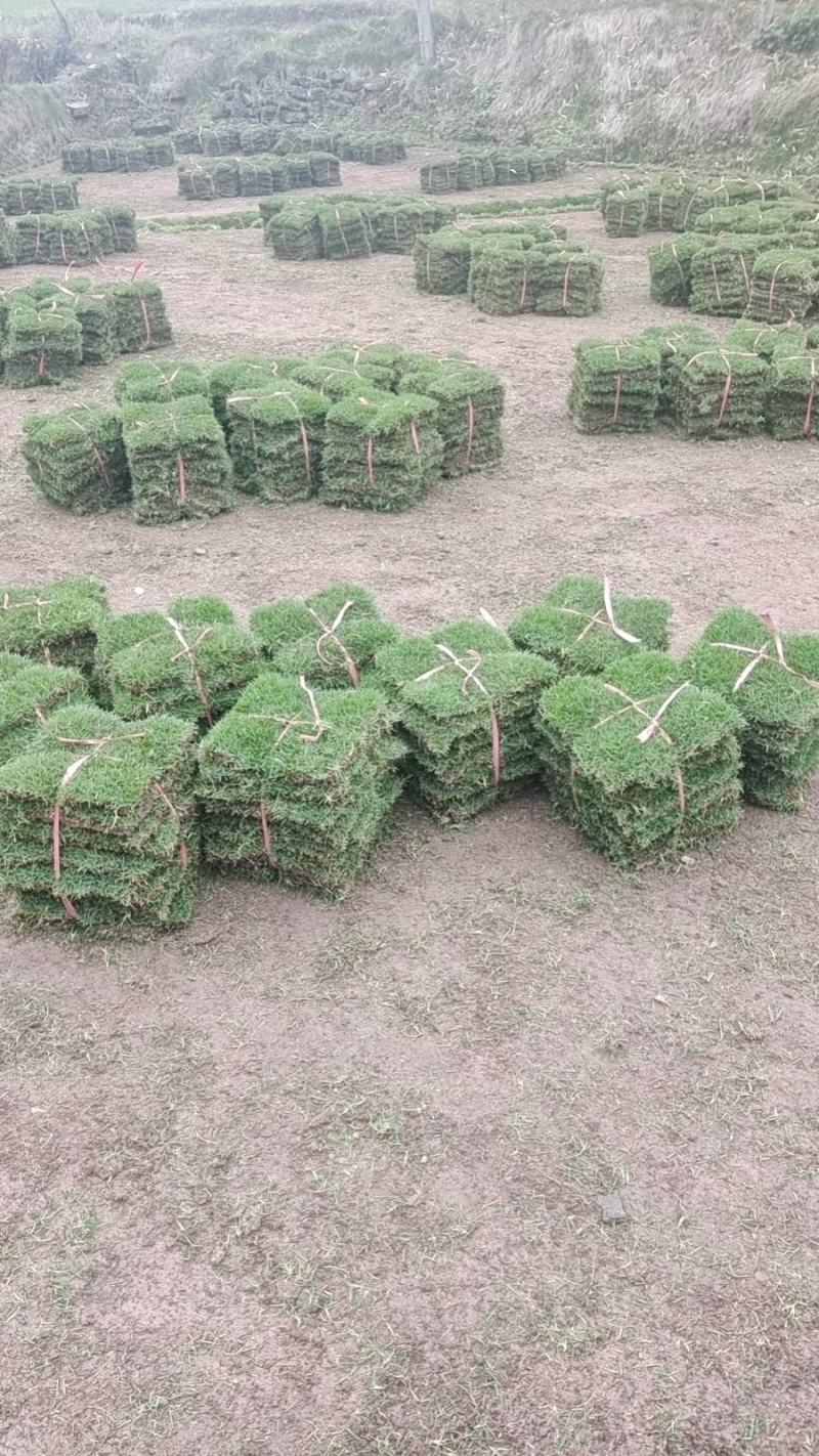 马尼拉草坪草坪草