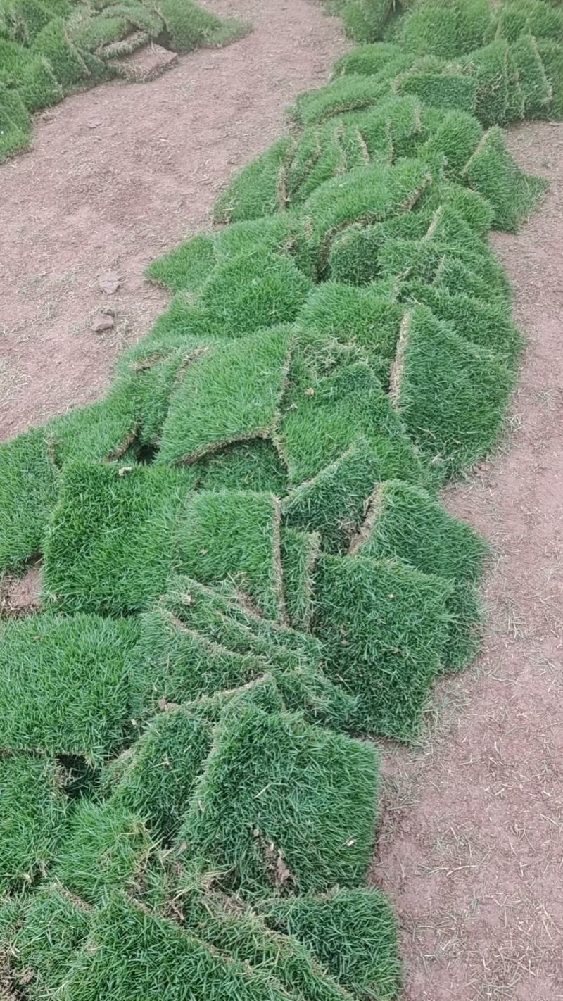 马尼拉草坪草坪草