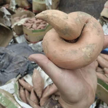 烟薯25大量出窖