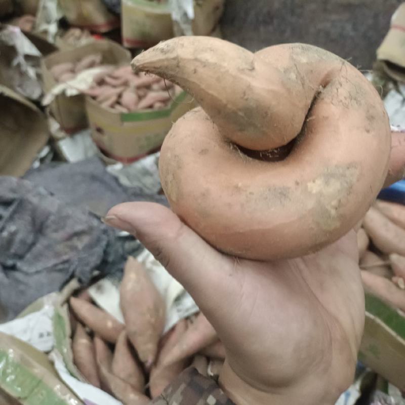 烟薯25大量出窖