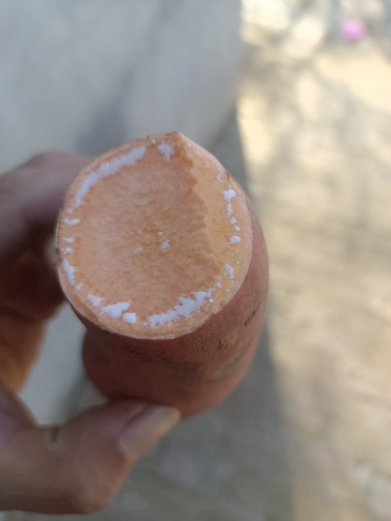烟薯25大量出窖