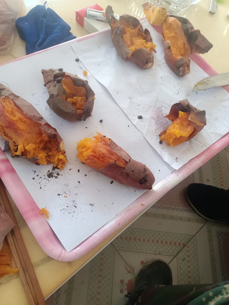 烟薯25大量出窖