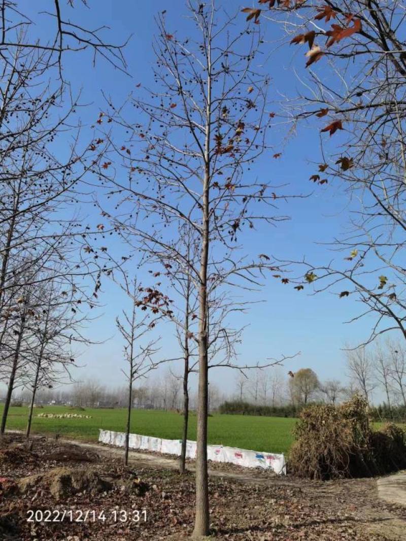 北美枫香俄阿莉彩叶树种行道树苗圃大量供应