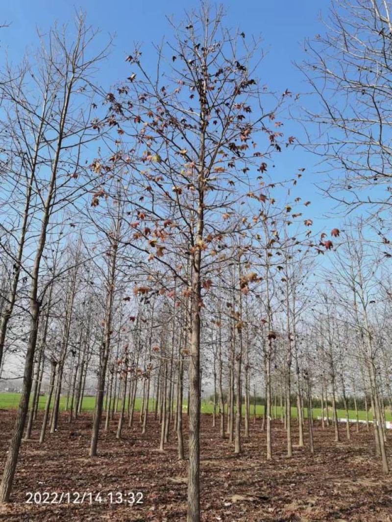 北美枫香俄阿莉彩叶树种行道树苗圃大量供应