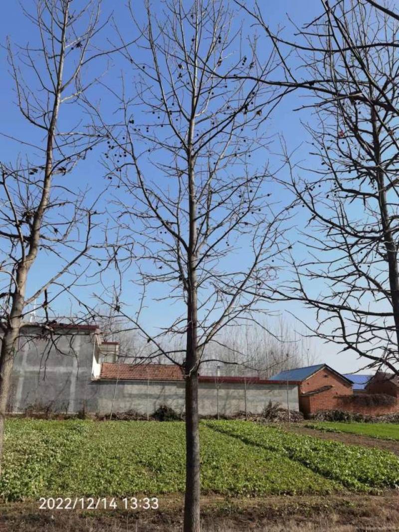 北美枫香俄阿莉彩叶树种行道树苗圃大量供应