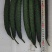 精品黄瓜