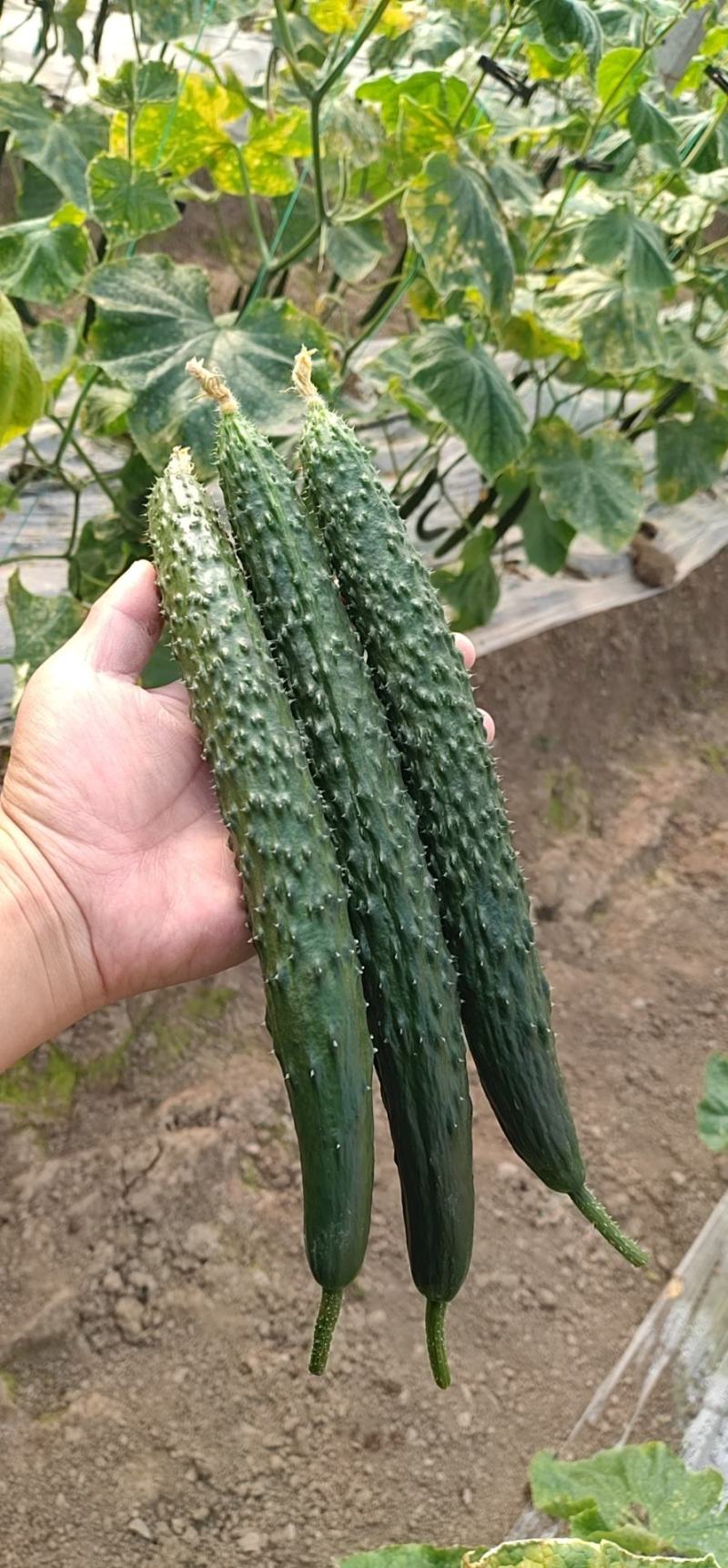 精品黄瓜