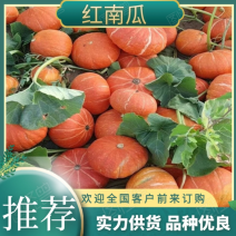 供应海南红南瓜〈红瓜〉黄金二号一手货源产地直销，保质价优