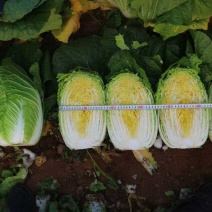 产地山东省临沂市兰陵县黄心白菜大量有货了无烧心