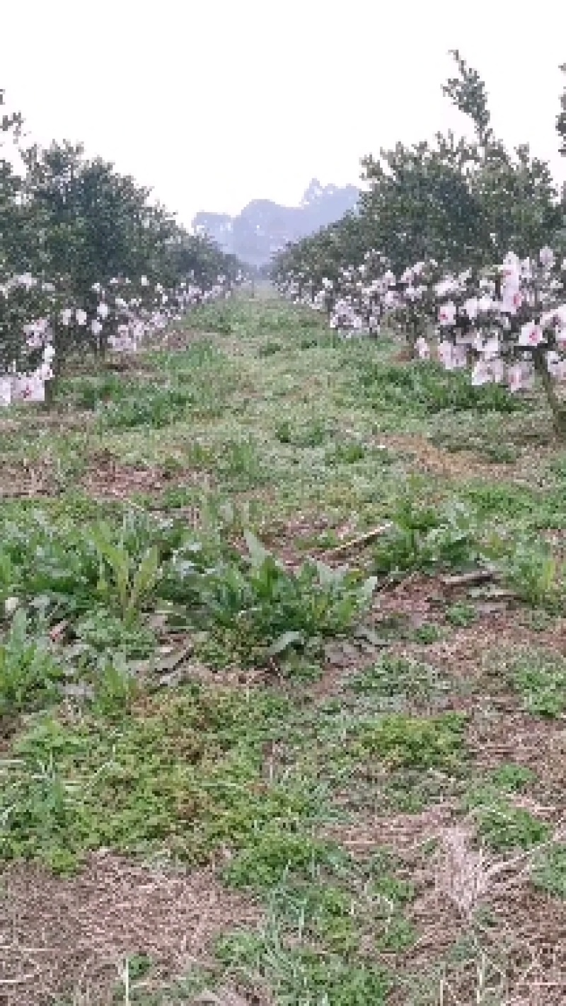 自家耙耙柑，全程生态种植。一件代发