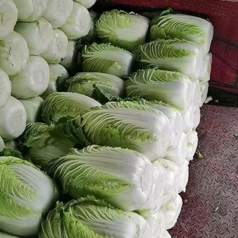产地山东省临沂市兰陵县黄心白菜大量有货了无烧心