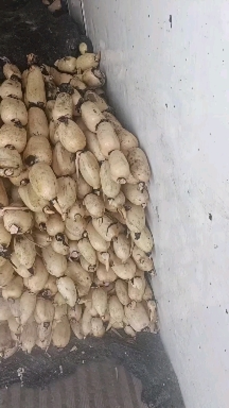 精品莲藕品质上乘质量保证价格实惠欢迎咨询