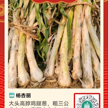 出售改良鸡腿葱，高脖五十左右，粗3公分左右，口感好味道浓
