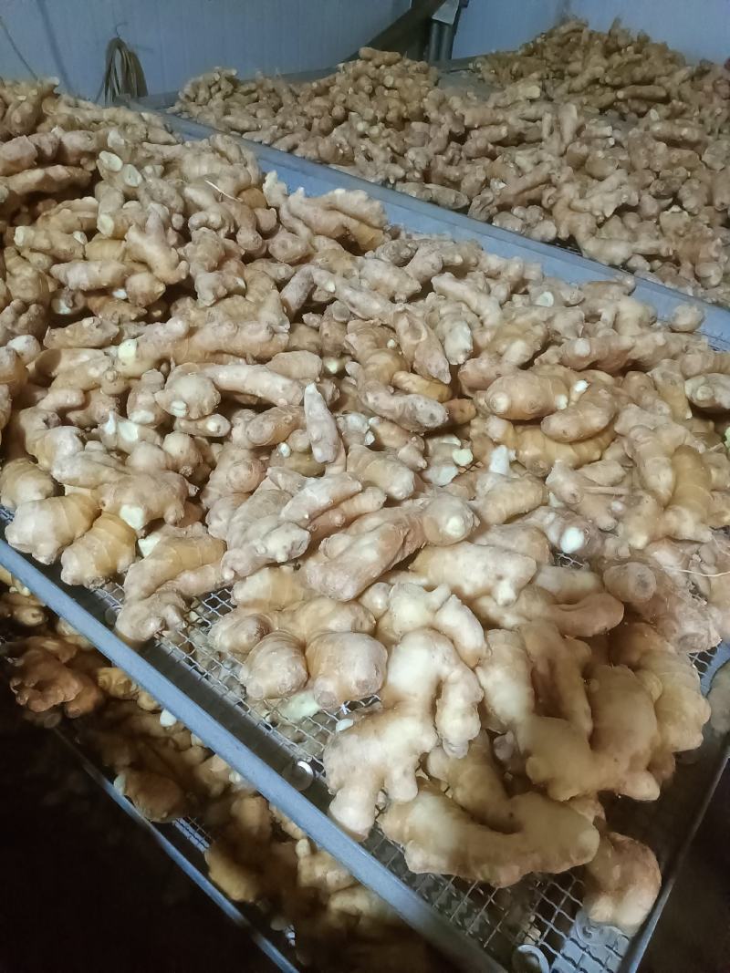 泥姜，烘干姜，优质大姜也可以做市场货还可以做姜种用