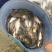 大量出售水库精养鲤鱼