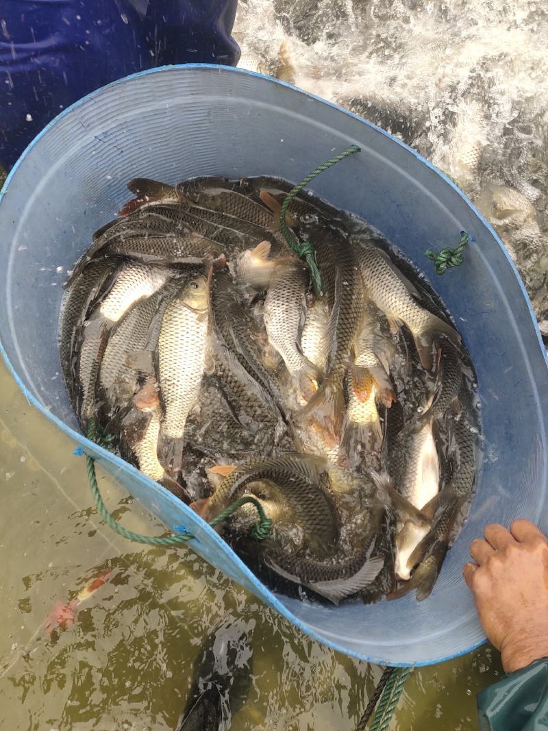 大量出售水库精养鲤鱼
