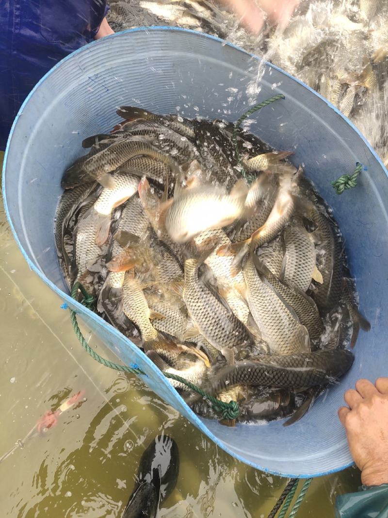 大量出售水库精养鲤鱼