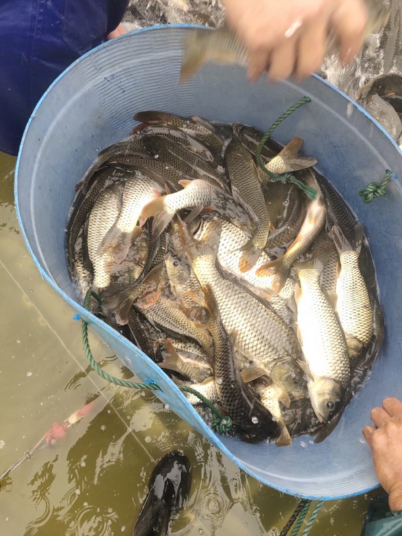 大量出售水库精养鲤鱼