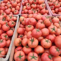 精品西红柿硬粉番茄大红，品质优良，基地直供，欢迎采购