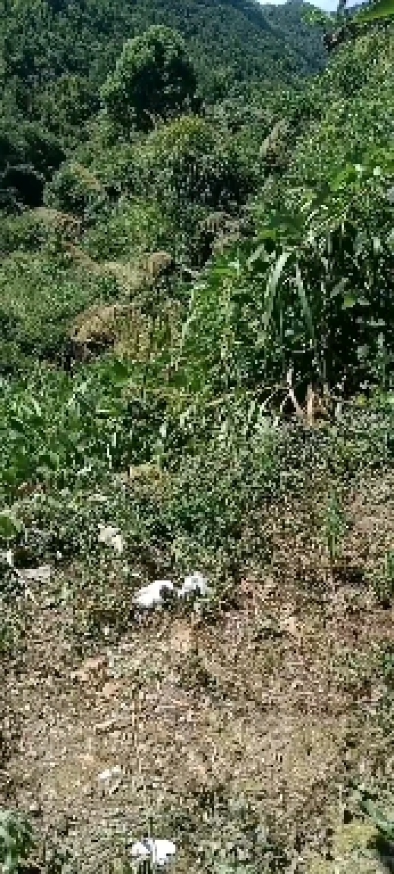 香菇下山货种植的十倍！品质保证，对接全国，欢迎来电采购！