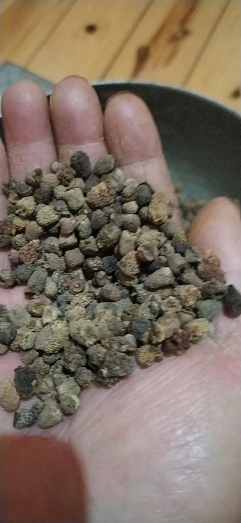香菇下山货种植的十倍！品质保证，对接全国，欢迎来电采购！
