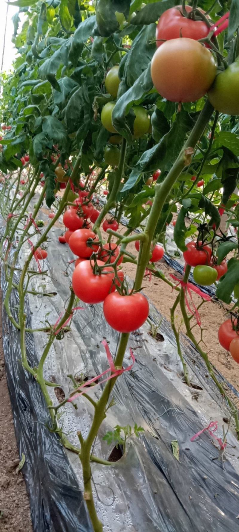 大量下货需要的老板联系