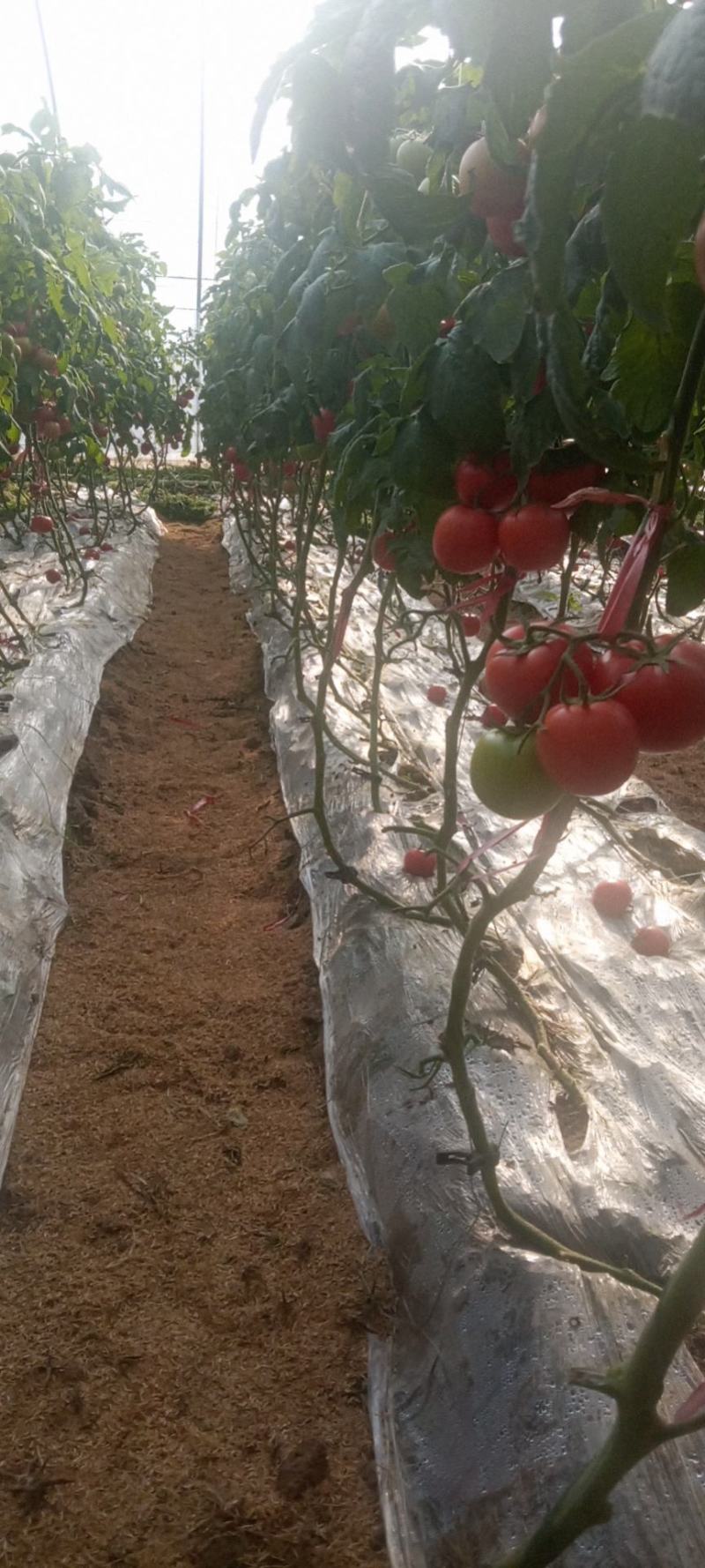 大量下货需要的老板联系