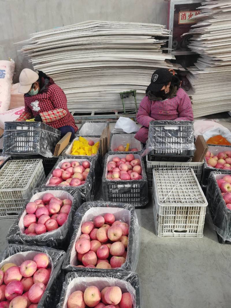 红富士苹果，带年代办个种水果。发往全国。