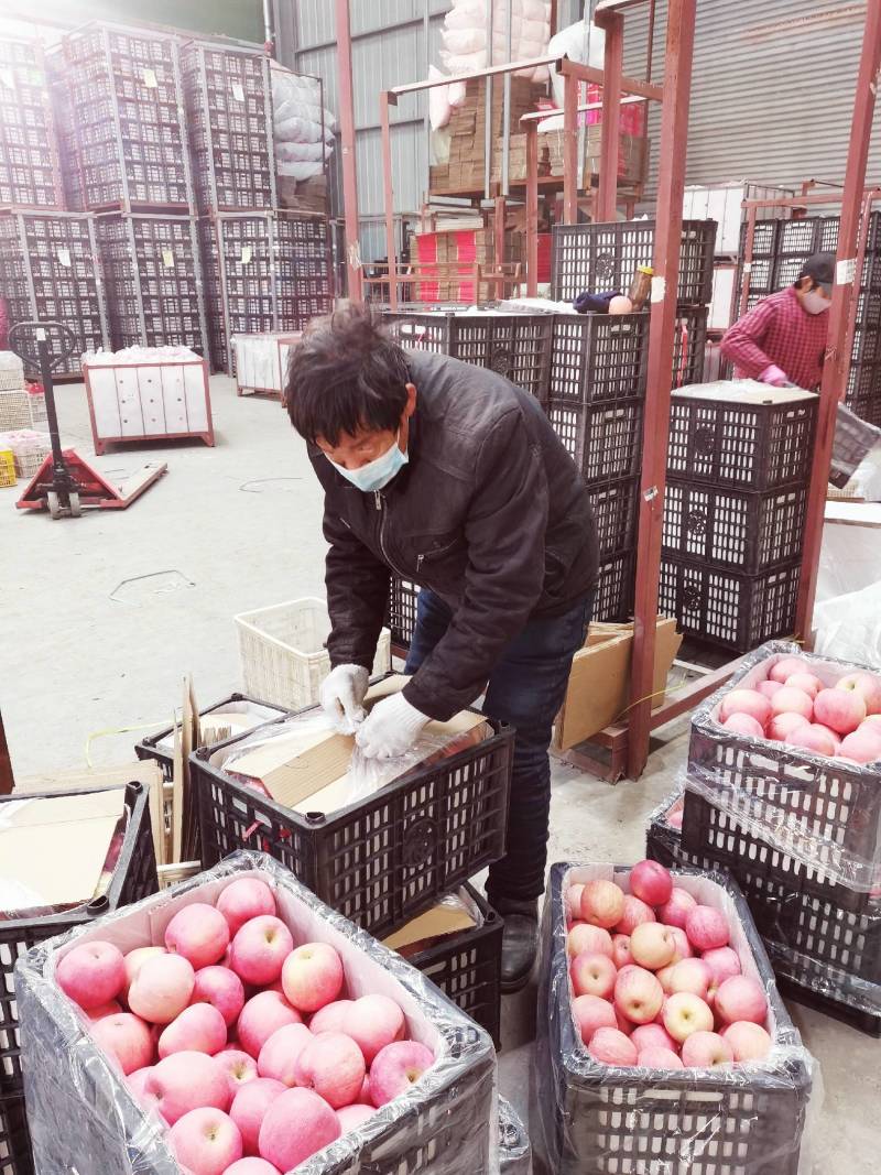 红富士苹果，带年代办个种水果。发往全国。
