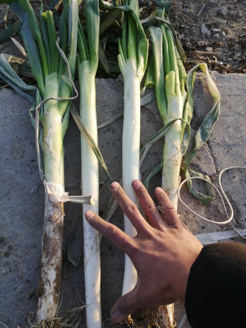 山东滕州刚葱铁杆大葱大量供应大粗细货都有有要的联系我
