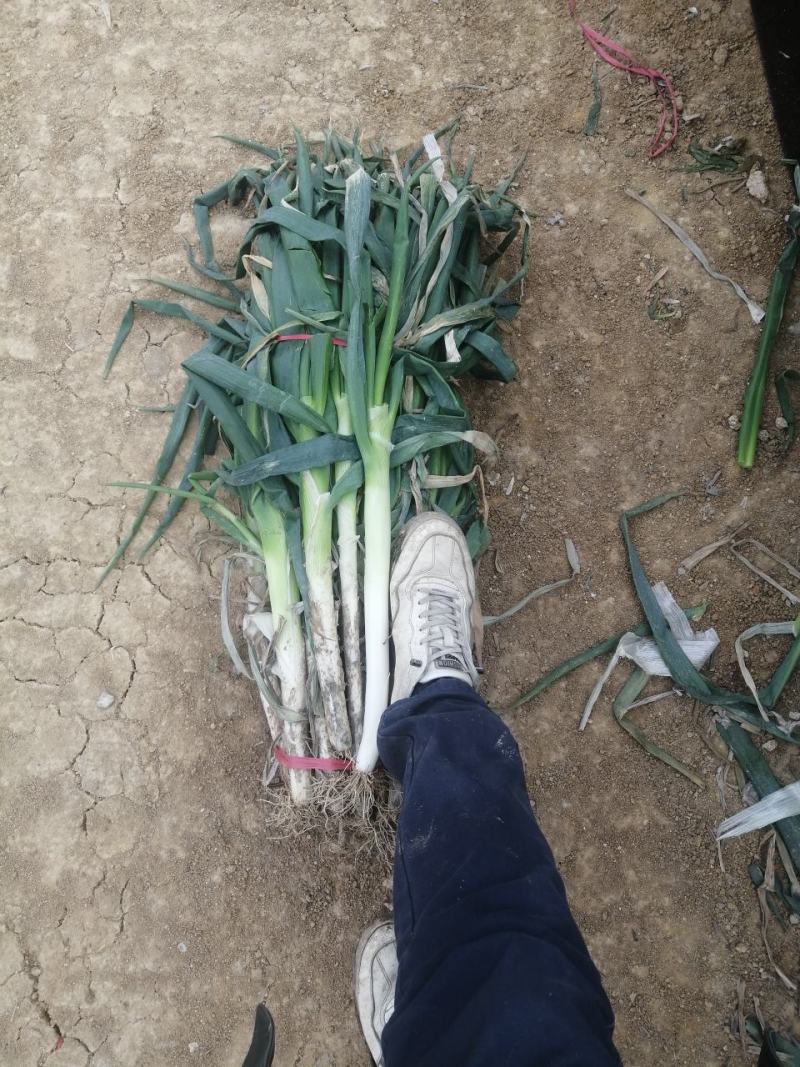 山东滕州刚葱铁杆大葱大量供应大粗细货都有有要的联系我