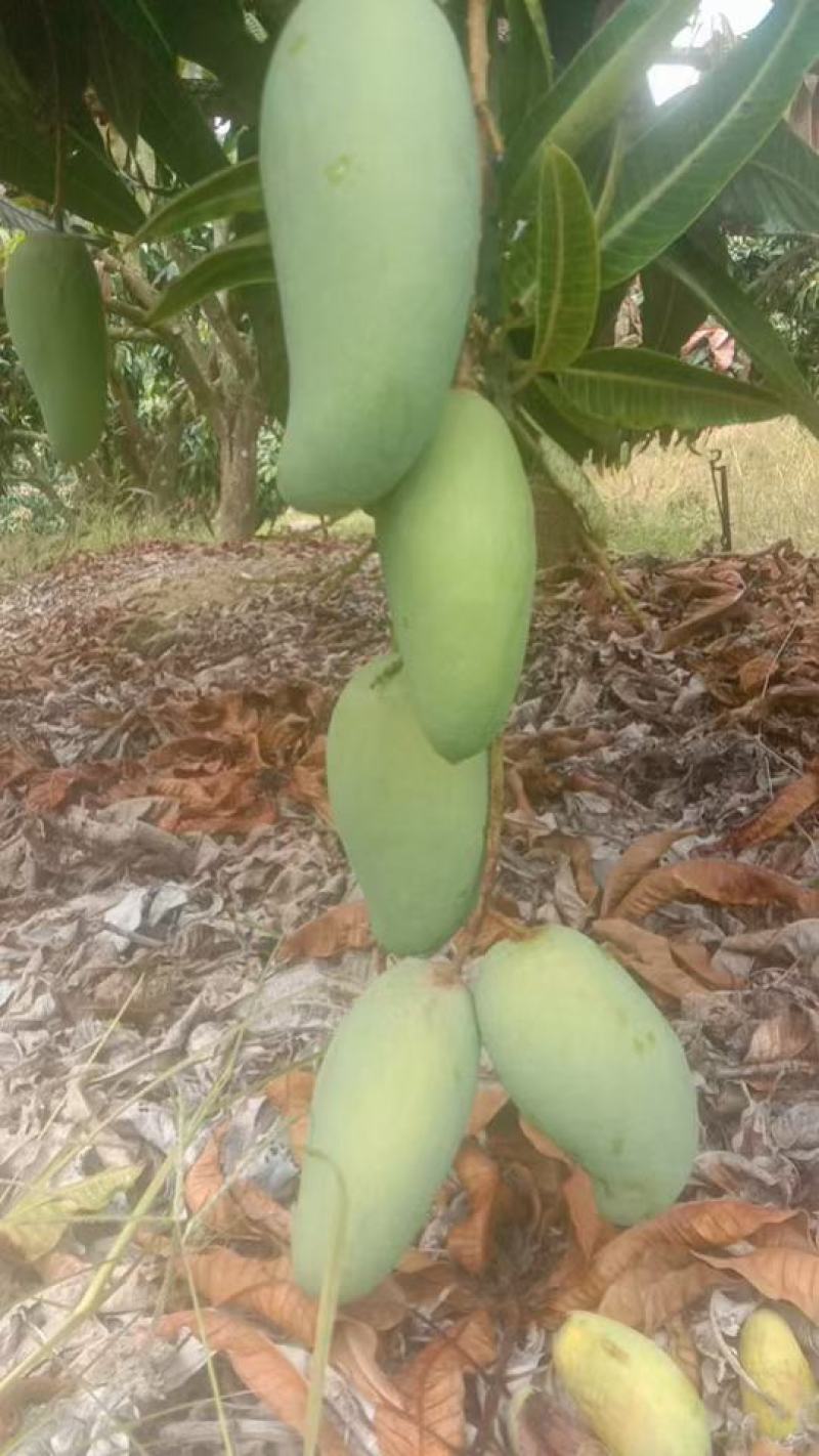 现货老象牙嫩象牙，
