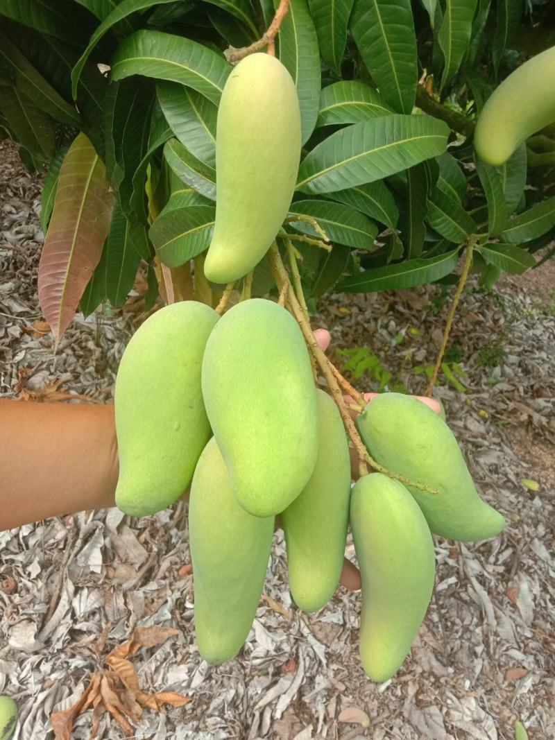 现货老象牙嫩象牙，