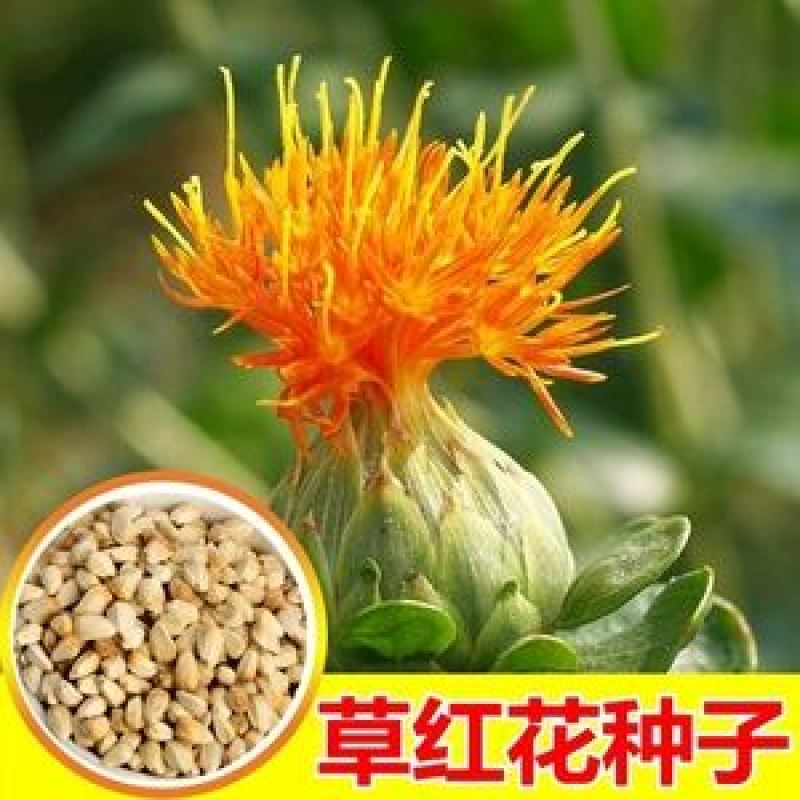 红花种子白瓜子仓鼠鹦鹉鸽子粮食药材种子红花种籽