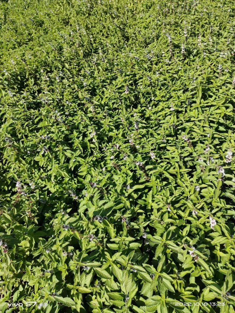 【薄荷】高含量薄荷，薄荷叶质量保证价格实惠量大从优