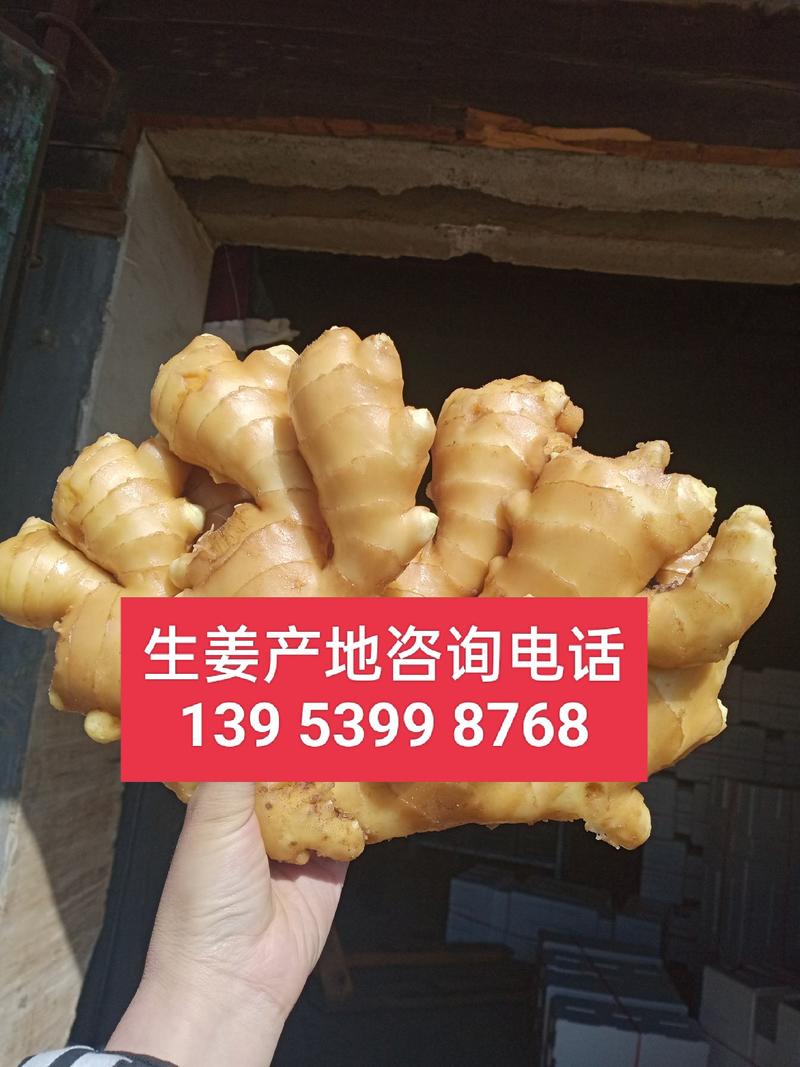 安徽生姜价格便宜了货源充足产地直销保证质量