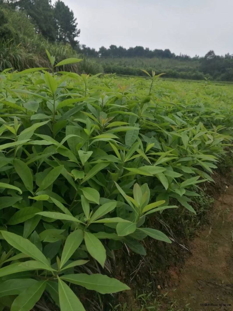 木荷树苗绿化造林树苗正宗荷木防火树种木荷苗荷木树苗