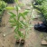 木荷树苗绿化造林树苗正宗荷木防火树种木荷苗荷木树苗