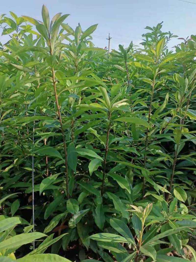 木荷树苗绿化造林树苗正宗荷木防火树种木荷苗荷木树苗