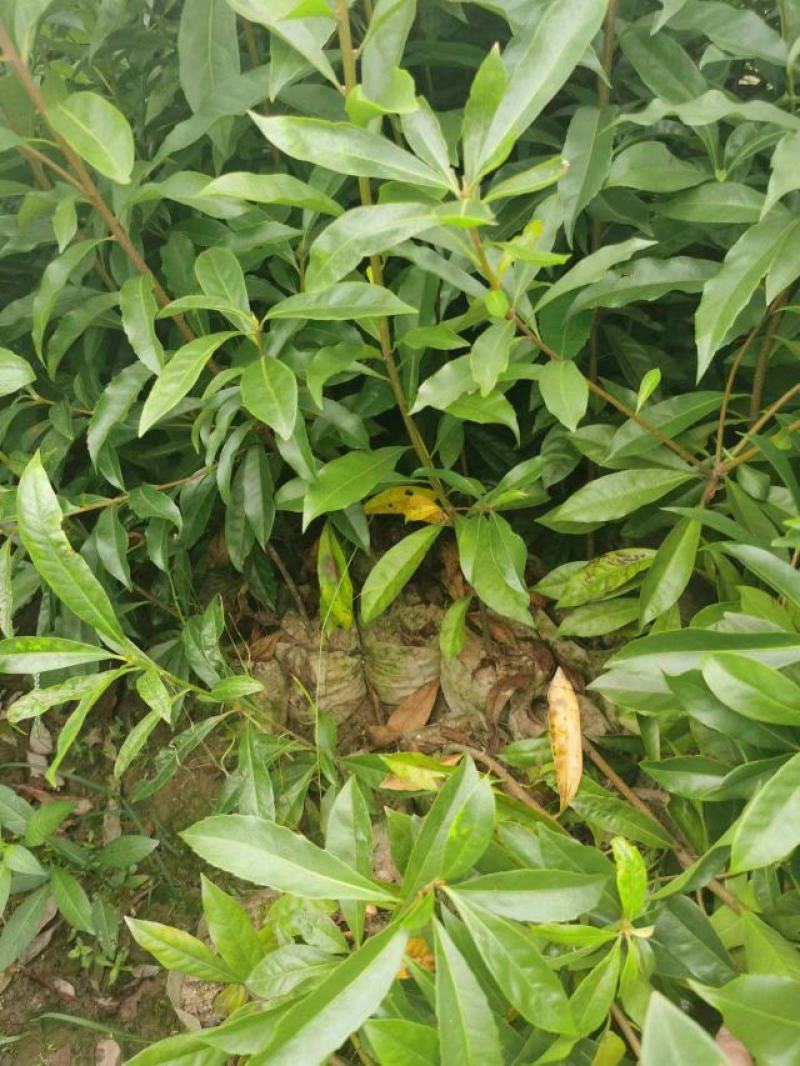 木荷树苗绿化造林树苗正宗荷木防火树种木荷苗荷木树苗