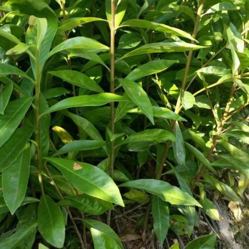 木荷树苗绿化造林树苗正宗荷木防火树种木荷苗荷木树苗