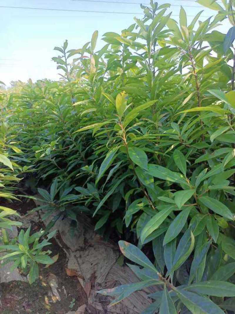 木荷树苗绿化造林树苗正宗荷木防火树种木荷苗荷木树苗