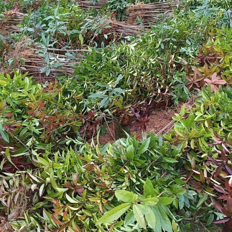 木荷树苗绿化造林树苗正宗荷木防火树种木荷苗荷木树苗