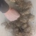 黄精种苗，多花姜型黄精，药典品种，基地直供，提供技术指导