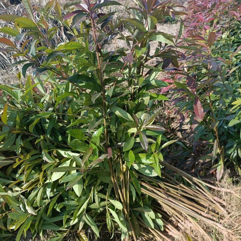 木荷树苗绿化造林树苗正宗荷木防火树种木荷苗荷木树苗