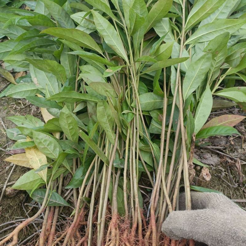 木荷树苗绿化造林树苗正宗荷木防火树种木荷苗荷木树苗