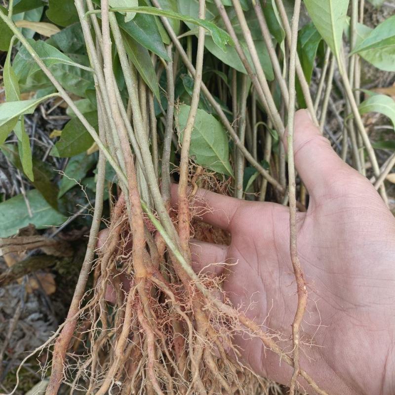木荷树苗绿化造林树苗正宗荷木防火树种木荷苗荷木树苗