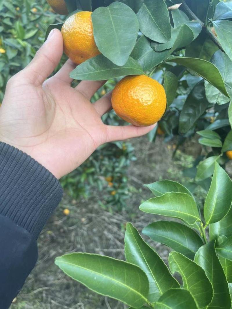 广西砂糖橘，皮薄肉厚，纯甜无酸，无籽化渣对接批发商电商