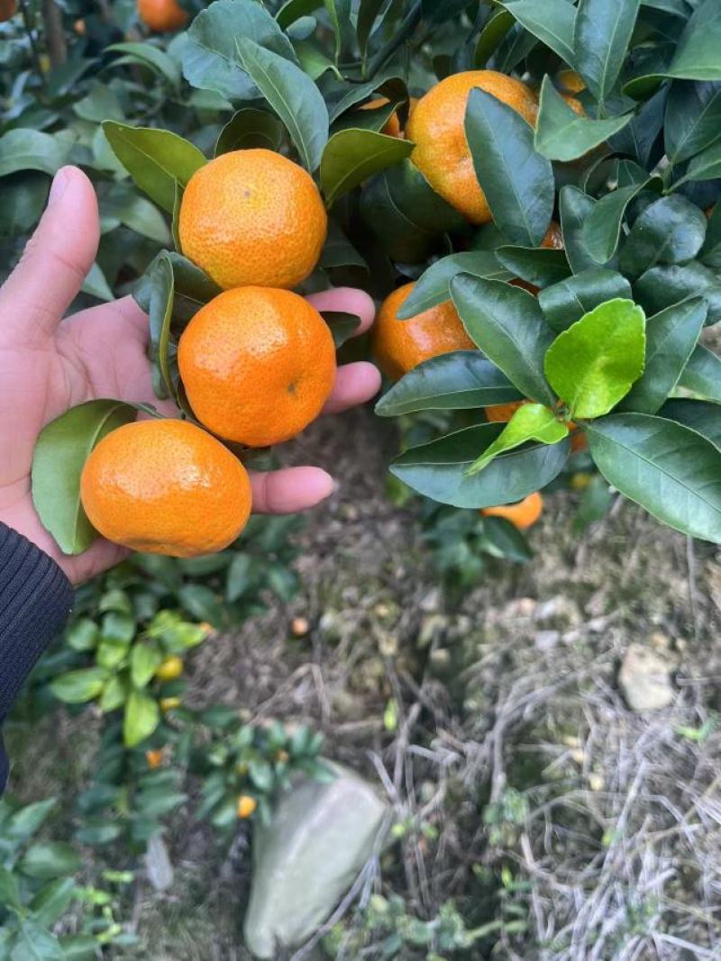 广西砂糖橘，皮薄肉厚，纯甜无酸，无籽化渣对接批发商电商