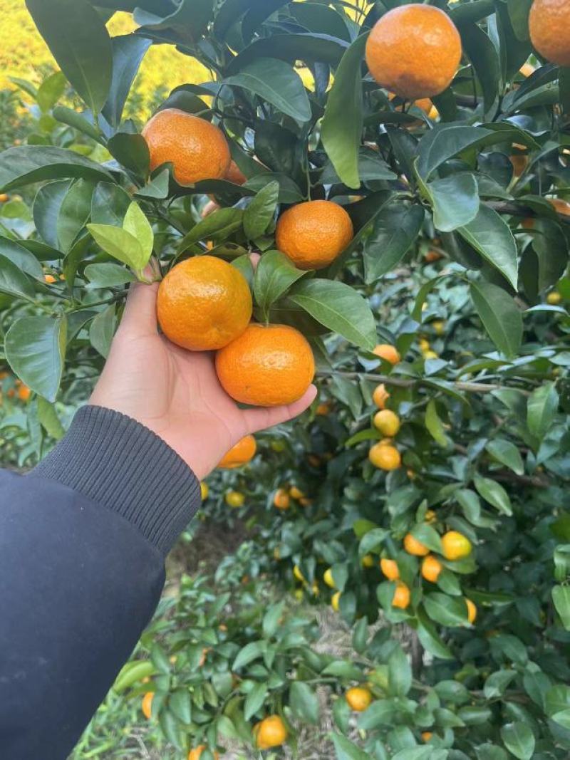 广西砂糖橘，皮薄肉厚，纯甜无酸，无籽化渣对接批发商电商